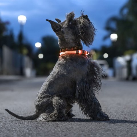 Obroża LED dla zwierząt Petlux InnovaGoods