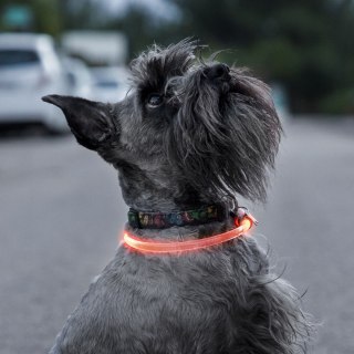 Obroża LED dla zwierząt Petlux InnovaGoods